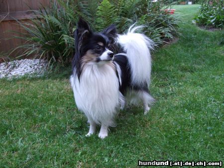 Papillon Hunde Foto 45471 in höherer Auflösung ansehen Papillon Sweet little Butterfly Henry