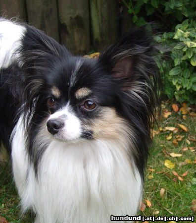Papillon Hunde Foto 45469 in höherer Auflösung ansehen Papillon Sweet little Butterfly Henry