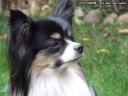 Papillon Hunde Foto 45468 Papillon Sweet little Butterfly Henry