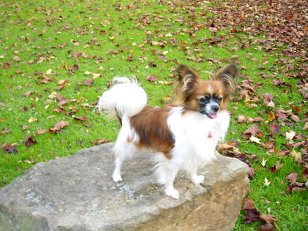 Papillon Hunde Foto 40669 in höherer Auflösung ansehen Papillon Unsere lustige Alyha von Persebeck