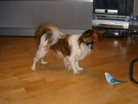 Papillon Unsere lustige Alyha von Persebeck und der Coco