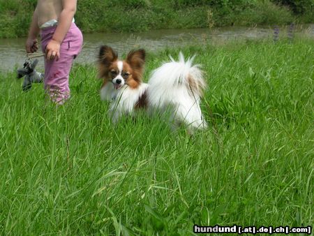 Papillon Hunde Foto 13024 Papillon Kleiner Freund Evelina