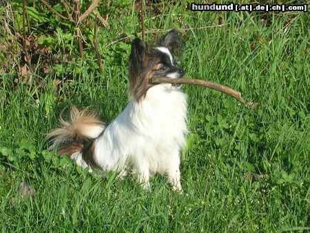 Papillon Hunde Foto 21111 in höherer Auflösung ansehen Papillon Unsere süße PILVI