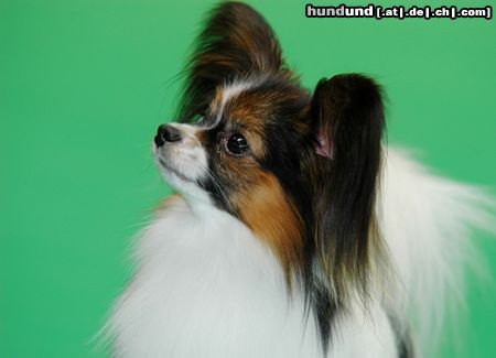 Papillon Hunde Foto 20473 in höherer Auflösung ansehen Papillon auf dem Hundeplatz