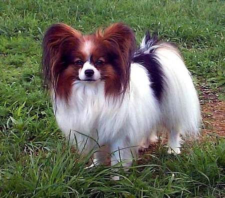 Papillon Hunde Foto 961 Papillon Int.Champion Don Juan von den Kolibris