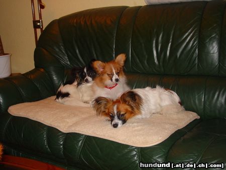 Papillon Hunde Foto 17793 Papillon