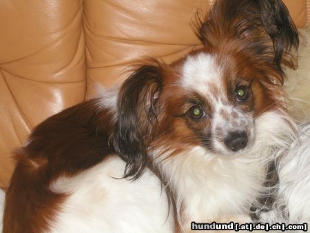 Papillon Hunde Foto 17007 Papillon Rocksy