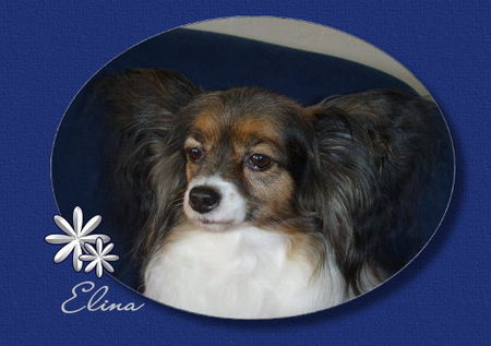 Papillon Elina v. Powerwind