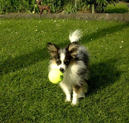 Papillon Hunde Foto 1316 Papillon Eljano