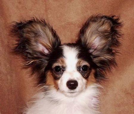 Papillon Febby v. Xenellos gladness mit 4 Monaten