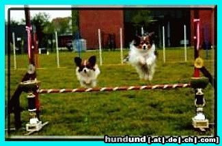 Papillon Hunde Foto 3719 Papillon Zu zweit macht Agility doppelt Spaß!