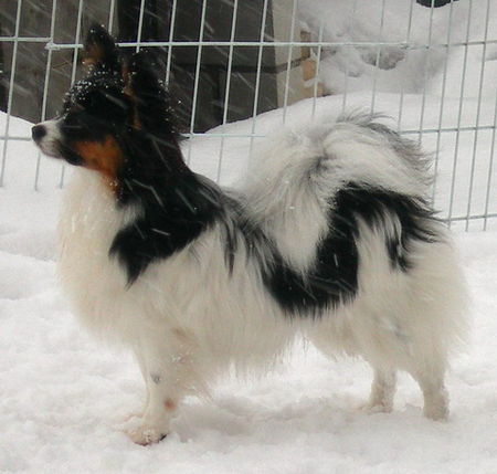 Papillon Sweet Little Butterfly Angelina
