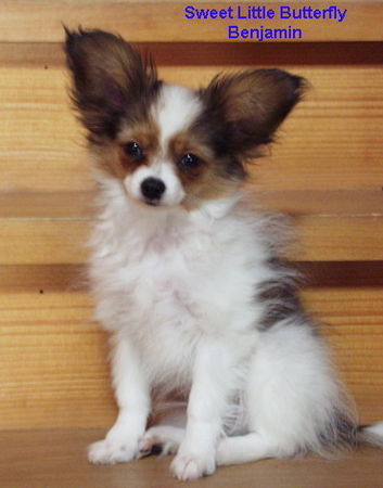 Papillon SWEET LITTLE BUTTERFLY BENJAMIN