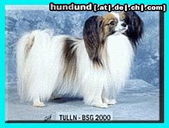 Papillon Hunde Foto 3718 Papillon Zelina v.d. Schmetterlingswiese