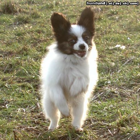 Papillon Hunde Foto 20137 in höherer Auflösung ansehen Papillon