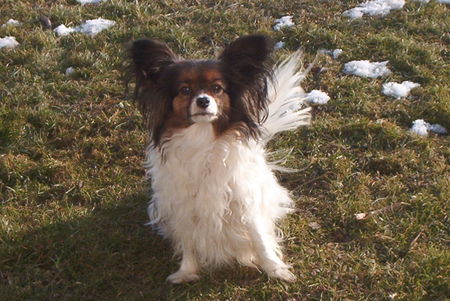 Papillon Elina v. Powerwind