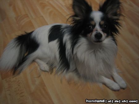 Papillon Hunde Foto 21941 in höherer Auflösung ansehen Papillon Gino