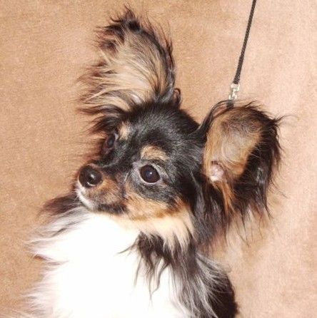 Papillon Beauty Fly Midnight Sun mit 6 Monaten