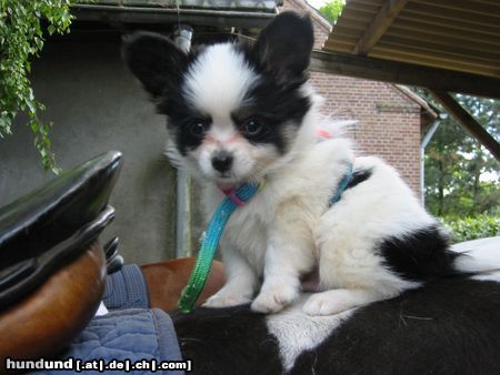 Papillon Hunde Foto 11116 Papillon Ginos erste Reitstunde!?