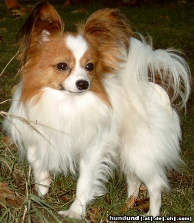Papillon Hunde Foto 21646 in höherer Auflösung ansehen Papillon Das ist mein 3 Jähriger Papillon- Rüde