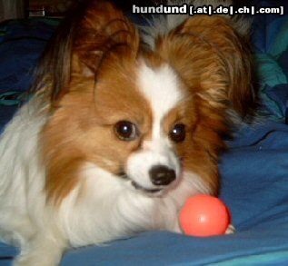 Papillon Hunde Foto 21742 in höherer Auflösung ansehen Papillon Mein Ball!!!!!!