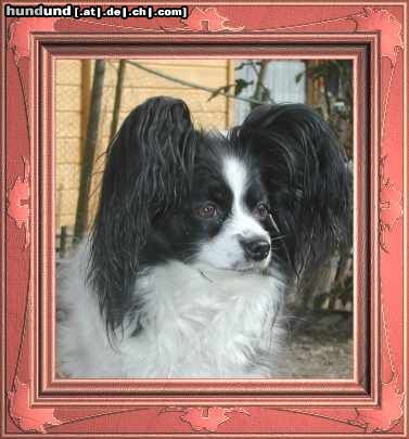 Papillon Hunde Foto 10083 Papillon Jamie