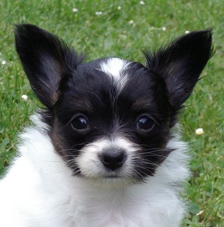 Papillon Easy vom Salamandertal 5 Wochen alt