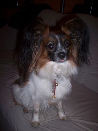 Papillon Unsere Papillon Huendin JULI (2,5 Jahre)