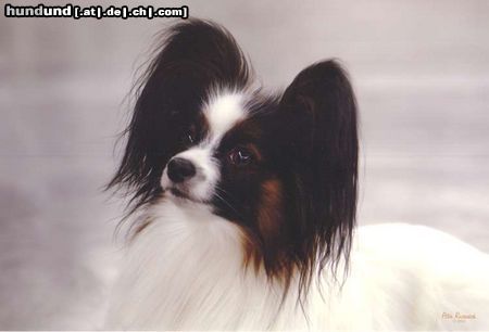 Papillon Hunde Foto 15637 in höherer Auflösung ansehen Papillon