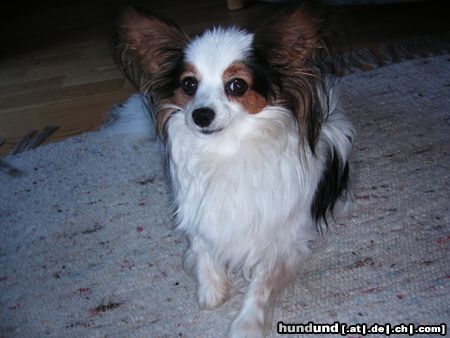 Papillon Hunde Foto 22463 in höherer Auflösung ansehen Papillon das ist unser hund sascha