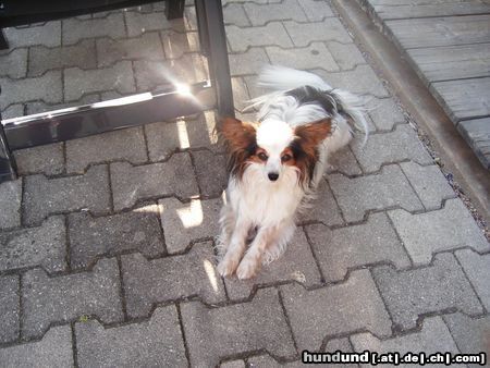 Papillon Hunde Foto 22460 in höherer Auflösung ansehen Papillon das ist unser hund sascha