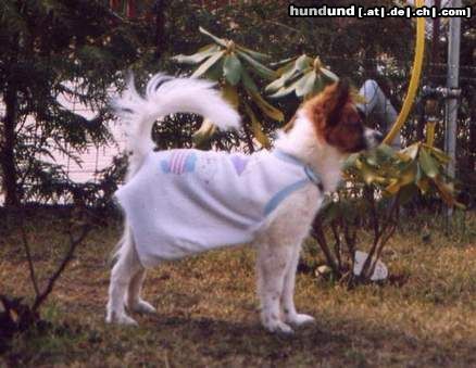 Papillon Hunde Foto 5139 Papillon Verhüterli - nicht schö, aber selten!