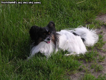 Papillon Mein Schatz,der Charly