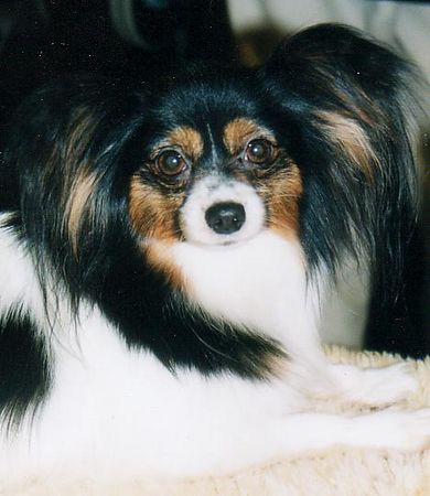 Papillon Hunde Foto 1037 Papillon Königin der Nacht