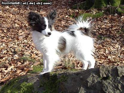 Papillon Hunde Foto 8525 Papillon Kiro
