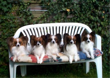 Papillon Hunde Foto 1276 Papillon Kleiner Freund Papillons