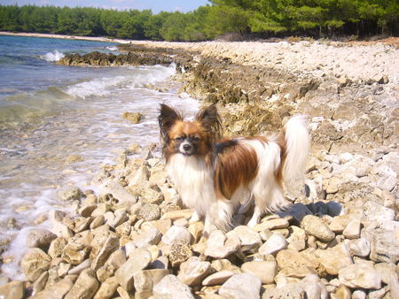 Papillon  Im Urlaub. Alyha von Persebeck .