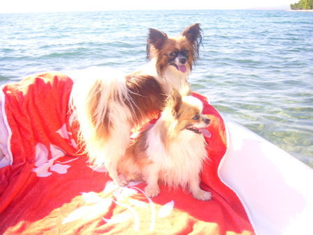 Papillon  Im Urlaub. Alyha von Persebeck und Polly von Rauendahl.