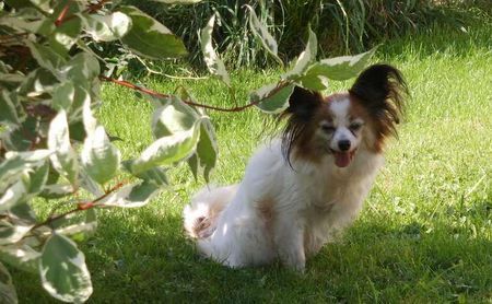 Papillon Larissa v. Rotmonten 14 Jahre