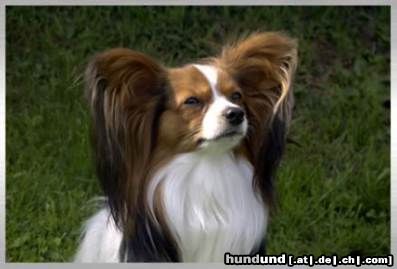 Papillon Hunde Foto 3749 Papillon Lord