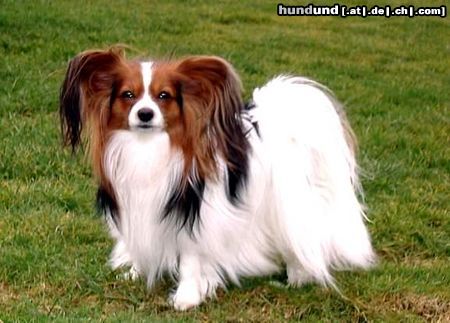 Papillon Hunde Foto 8894 Papillon Lord 2 Jahre
