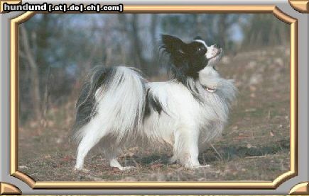 Papillon Hunde Foto 7898 Papillon Merlin
