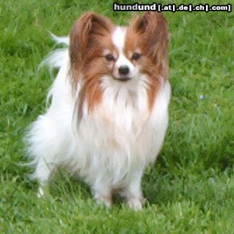 Papillon Hunde Foto 20604 Papillon