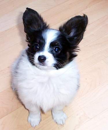 Papillon Hunde Foto 959 Papillon Orchidee von den Kolibris 9 Wochen alt