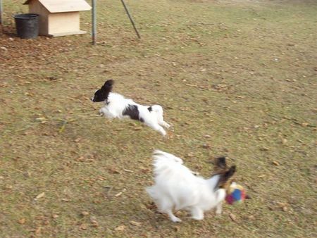 Papillon Samanta in der luft