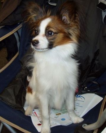 Papillon Hunde Foto 29890 in höherer Auflösung ansehen Papillon Beauty Fly I AM HARRY POTTER mit 6 Monaten