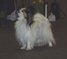 Papillon Hunde Foto 29738 in höherer Auflösung ansehen Papillon CH Beauty Fly Bacara Shalimar (10 Jahre)