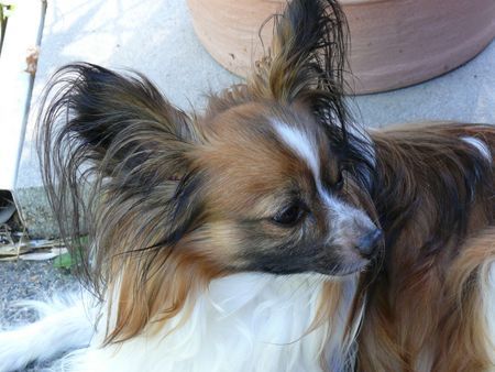 Papillon Unser Paulchen