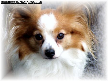 Papillon Hunde Foto 10714 Papillon 6 jährige Gisma