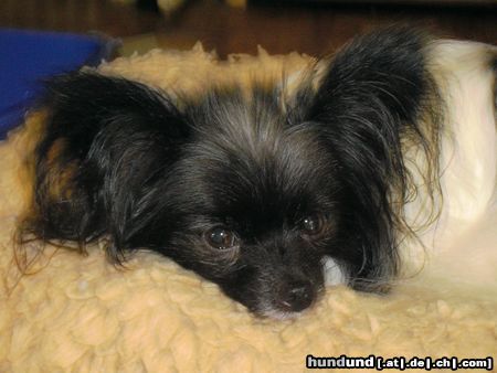 Papillon Hunde Foto 20684 in höherer Auflösung ansehen Papillon Ebony.....unsere....Süsse